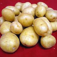 50 ведер картофеля с одной сотки огорода