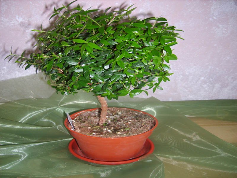 Дерево счастья фото растение комнатное растение