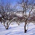 Садовые деревья и кустарники в зимний период