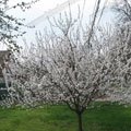 Плодовые деревья в весенний период