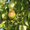 Яблоня и груша в августе