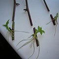 Размножение ежевики семенами и корневыми черенками