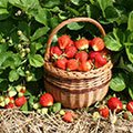 Как получить ягоды земляники осенью
