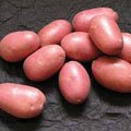 Ускоренное размножение картофеля