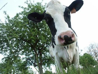 Как правильно доить корову доильным аппаратом